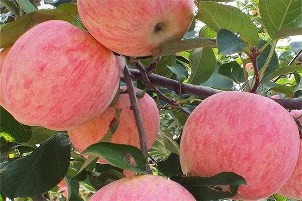 蘋果顏色分級(jí)用標(biāo)準(zhǔn)光源箱