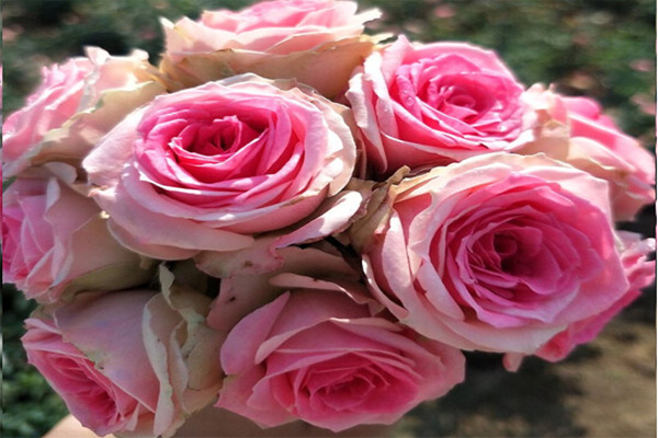 1641892967749289.jpg 833.jpg